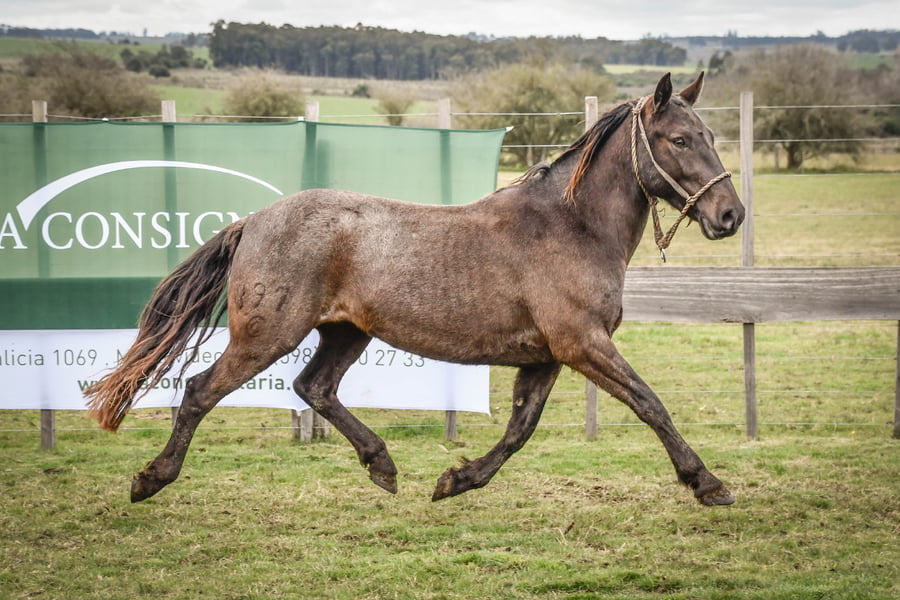 Lote TEMPRANO MOLLES