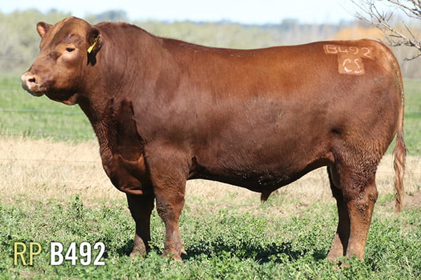 Lote 3 TOROS PUROS DE PEDIGREE