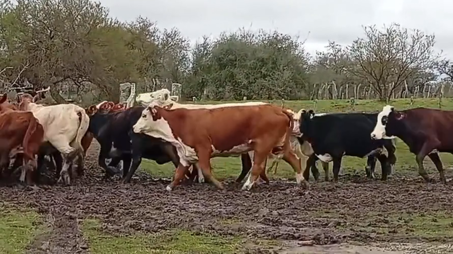 Lote 50 Vacas de invernar