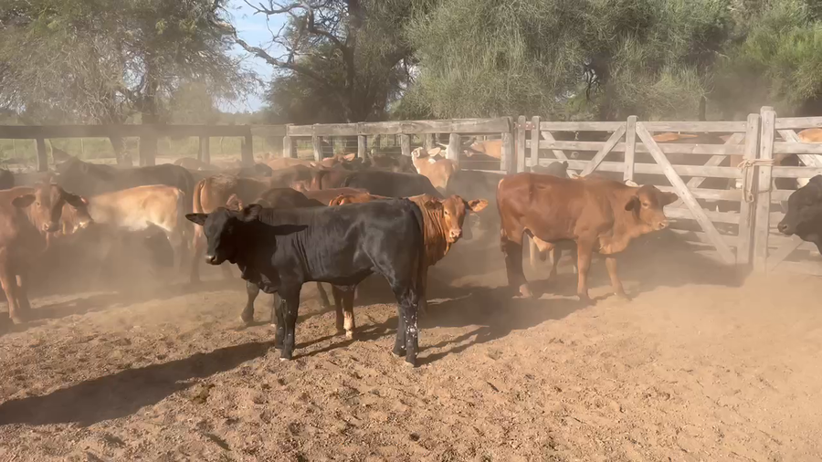 Lote 100 Terneros/as en Juan José Castelli, Chaco