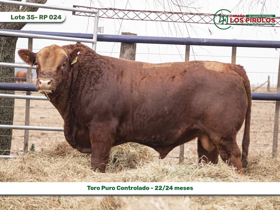 Lote TOROS PUROS CONTROLADOS - 22/24 meses