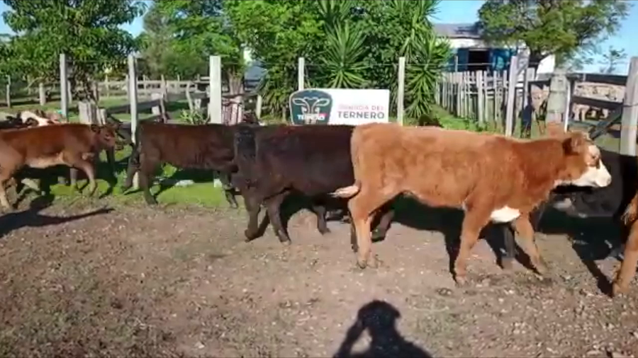 Lote 29 Terneras Cruza Carnicera a remate en PARADA DEL TERNERO 122kg -  en Parada fariña