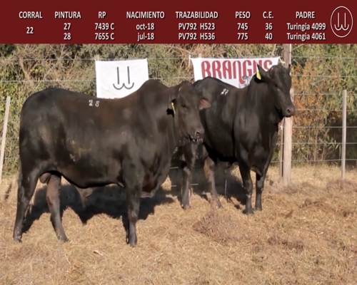 Lote TOROS BRANGUS DE CABAÑA LA TURINGIA