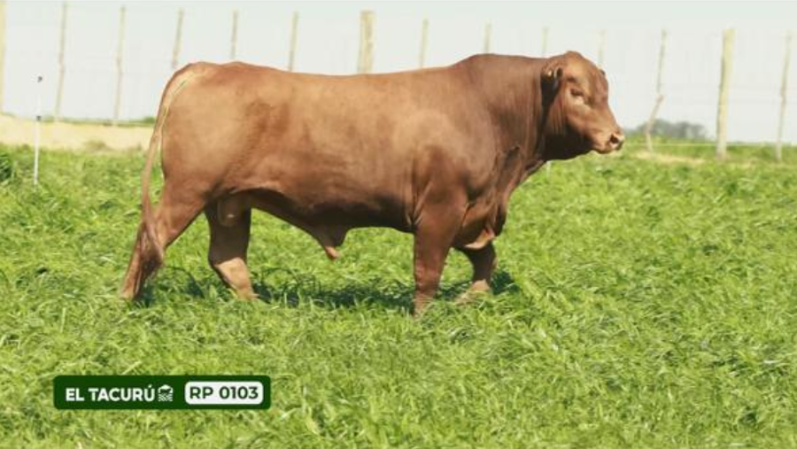 Lote Toros a remate en El Tacurú , Montevideo