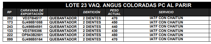 Lote VAQUILLONAS ANGUS PC PARICION AGO/SEP/OCT