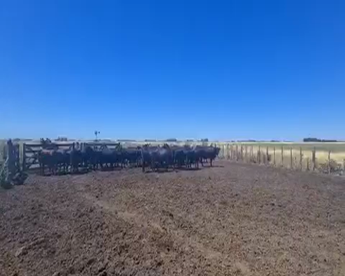 Lote 33 Vaquillonas con Garantia de Preñez en Punta Indio, Buenos Aires