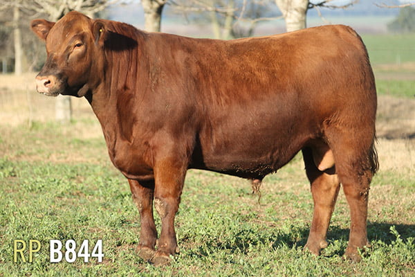 Lote 3 TOROS PUROS DE PEDIGREE