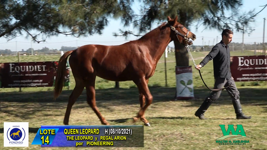 Lote QUEEN LEOPARD