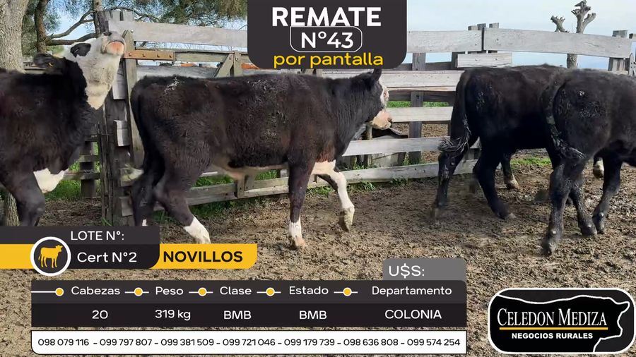 Lote 20 Novillos en Otra Localidad, Colonia