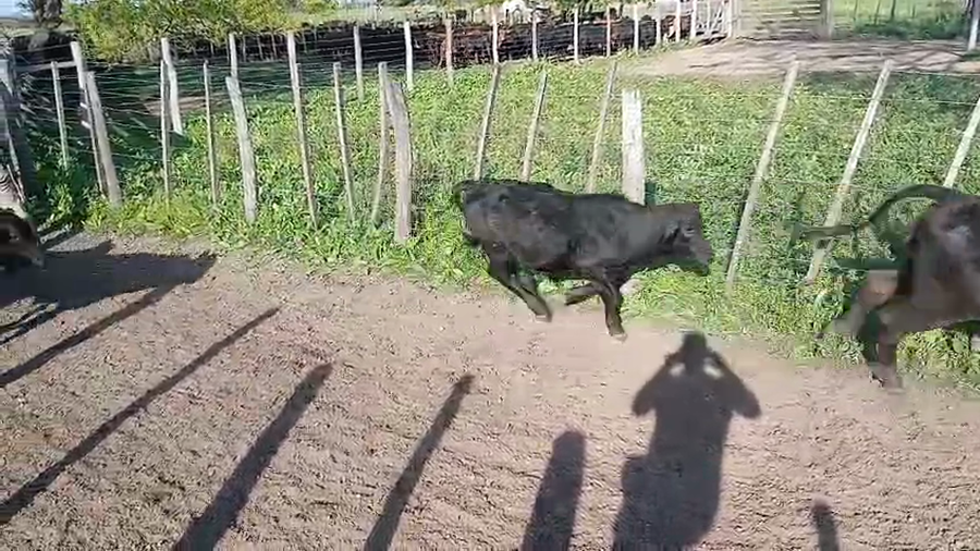 Lote 110 Terneros/as