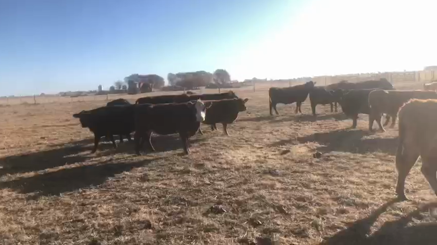 Lote 70 Terneros A TÉRMINO en Laprida