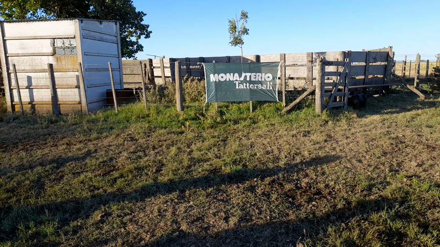 Lote 81 Terneras en Benito Juárez