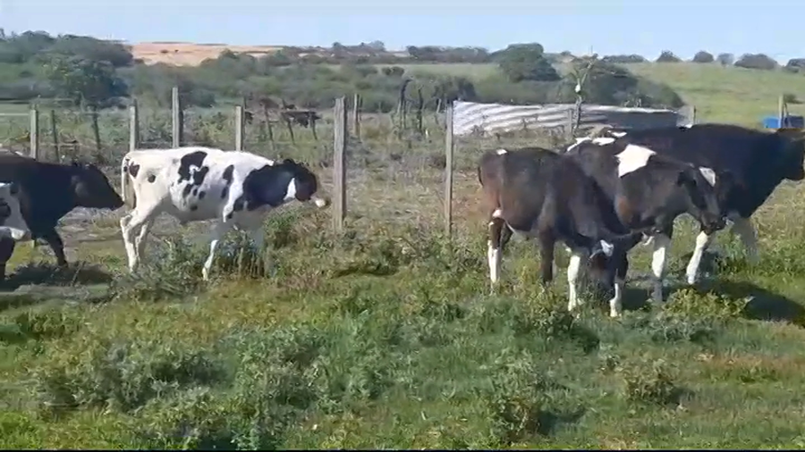 Lote (Vendido)10 Terneros Holando HOLANDO a remate en #39 Pantalla Carmelo 220kg -  en CONCORDIA