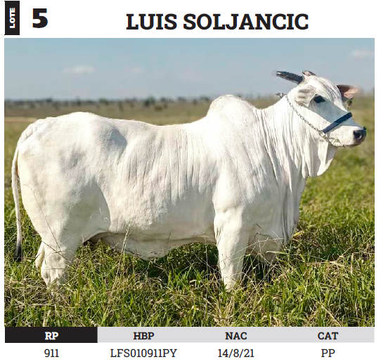 Lote LOTE 5 - PREÑECES