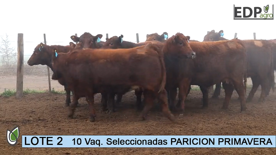 Lote ESTANCIA DON PEDRO Y LA ROSA 10 Vaq. Coloradas