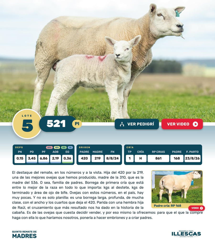 Lote Lote 5
