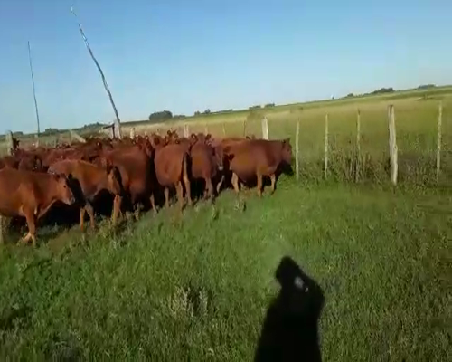 Lote 55 Novillitos en Casalins, Buenos Aires