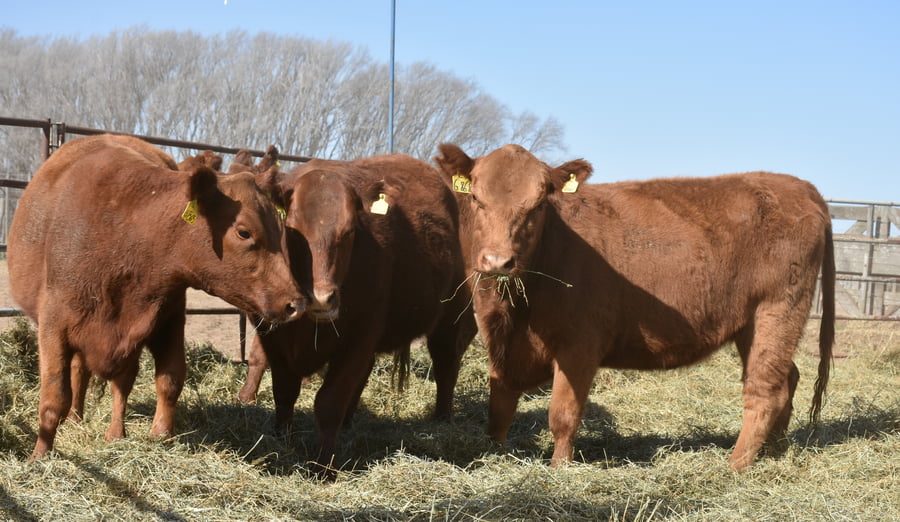 Lote VAQUILLONAS MAS CON GARANTÍA DE PREÑEZ (Corral 8)