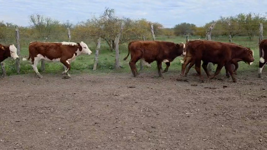 Lote 45 Terneros en Corrientes, Curuzu Cuatia