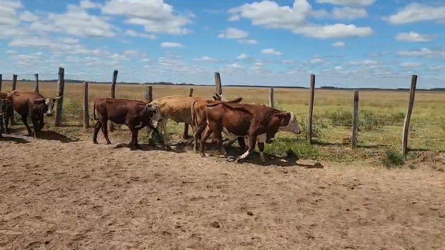 Lote 75 Novillitos