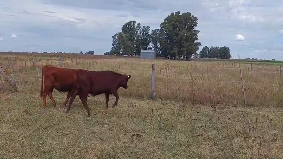 Lote 55 Terneros/as en Buenos Aires, Bolívar