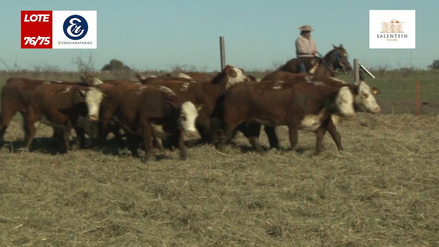 Lote Vaquillas Braford Generales para Servicio (Aptas Reproductivas por Tacto Rectal)