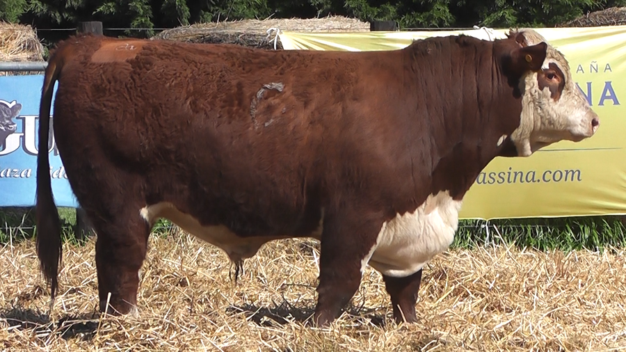 Lote TOROS P. HEREFORD PURO REGISTRADO