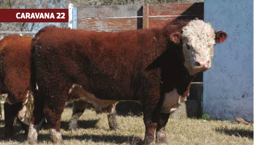 Lote PINGUELA 2651 3448