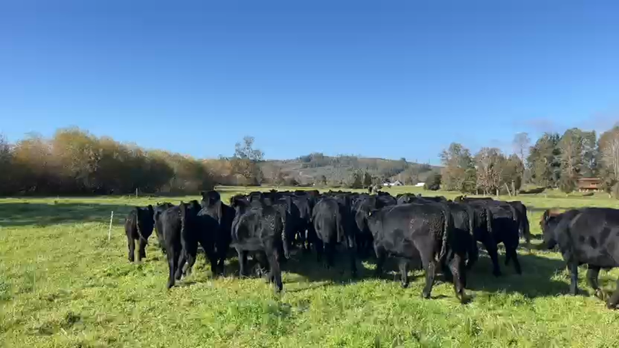 Lote 55 Novillo Engorda en Fresia, X Región Los Lagos