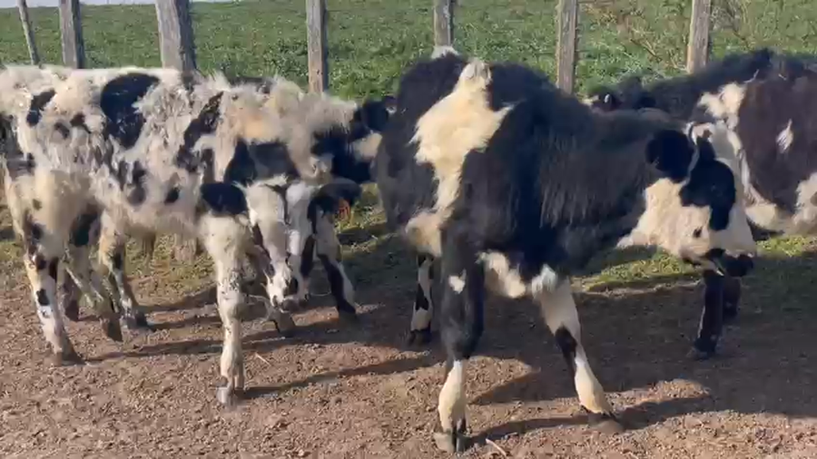 Lote 4 Terneros NORMANDO Y CRUZA a remate en PANTALLA CAMY 130kg - , San José