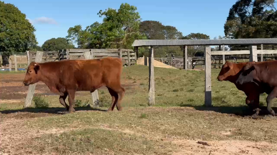 Lote 60 Novillos en Corrientes, Guaviravi