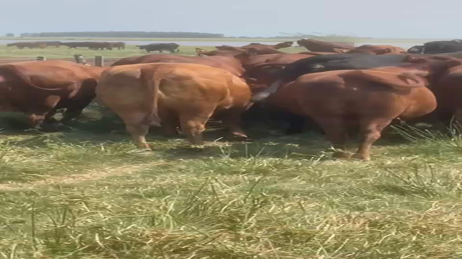 Lote 32 Vacas de invernar en Corrientes, Goya