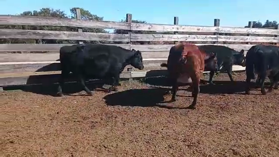 Lote 12 Vacas de Invernada HEREFORD Y ANGUS a remate en Pantalla Camy Mayo - Desde La Cuenca 550kg - , San José