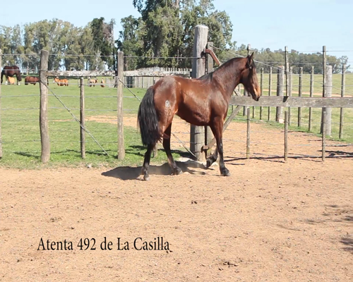 Lote ATENTA 492 DE LA CASILLA