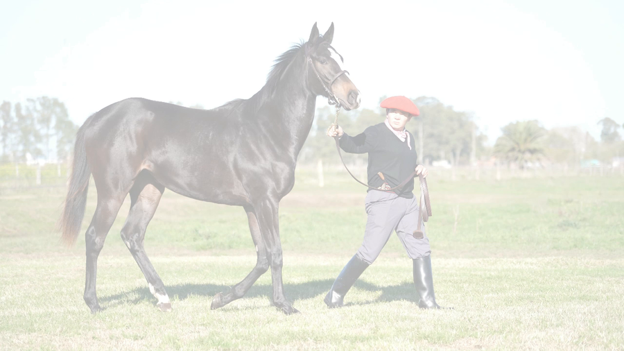 Lote NIKY DAY (NICODEMUS - TROVA DAY)