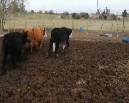 Lote 20 Terneros en Canelones