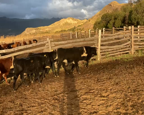 Lote 30 Ternera en XI Región Aysén, Chile Chico