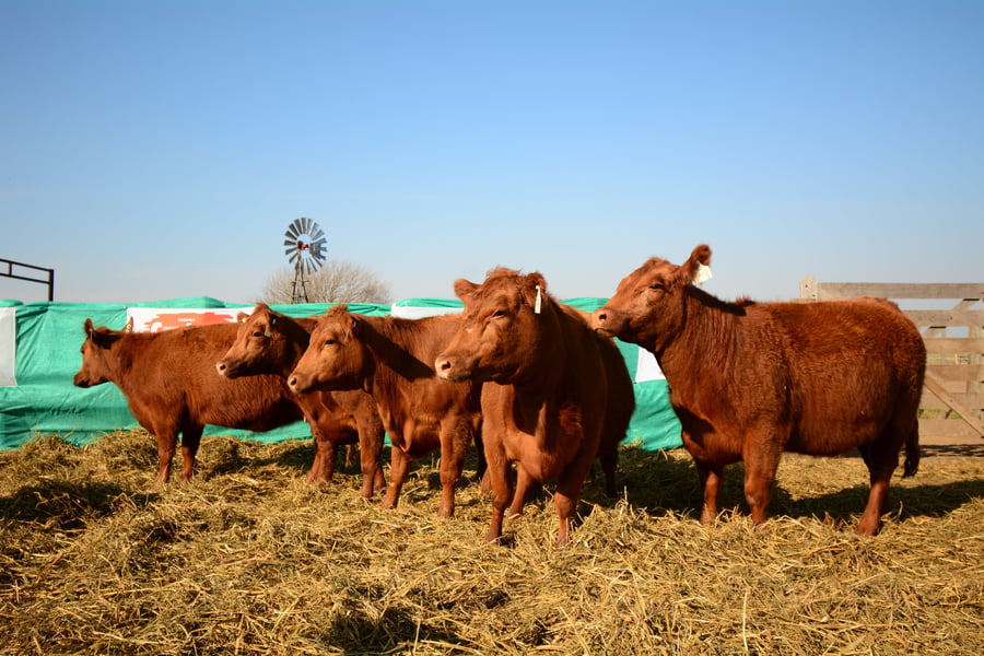 Lote VAQUILLONAS PREÑADAS