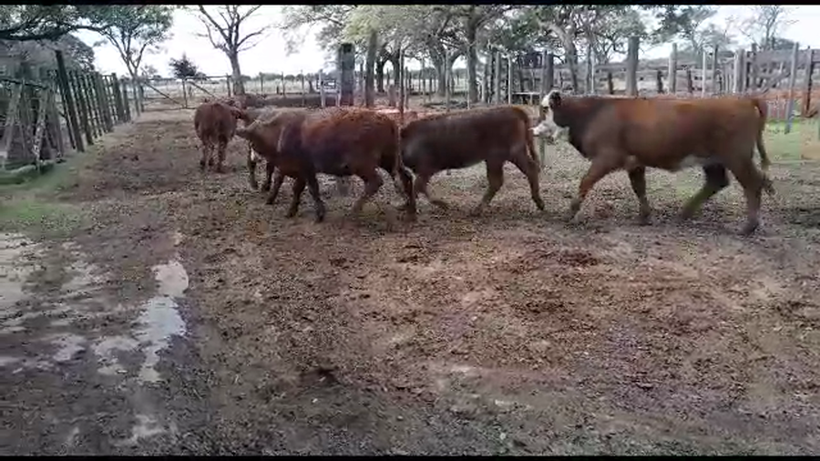 Lote 20 Terneros/as Braford en Gálvez, Santa Fe
