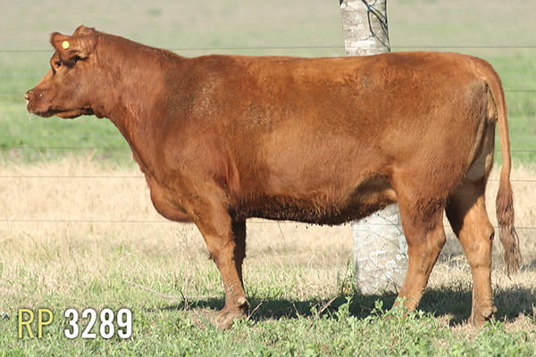 Lote 4 VACAS PREÑADAS PURAS DE PEDIGREE