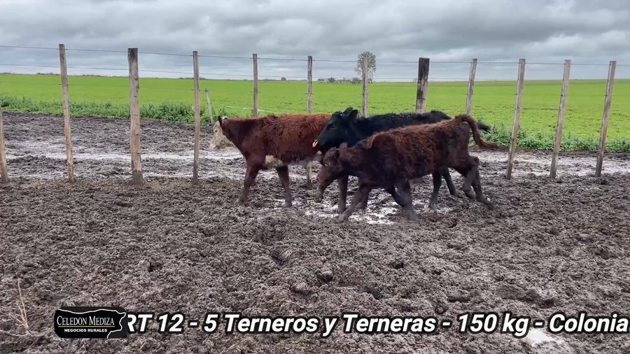 Lote 5 Terneros y Terneras en Colonia