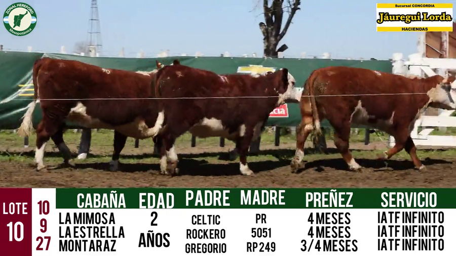 Lote VAQUILLONAS PURAS REGISTRADAS CON GARANTÍA DE PREÑEZ