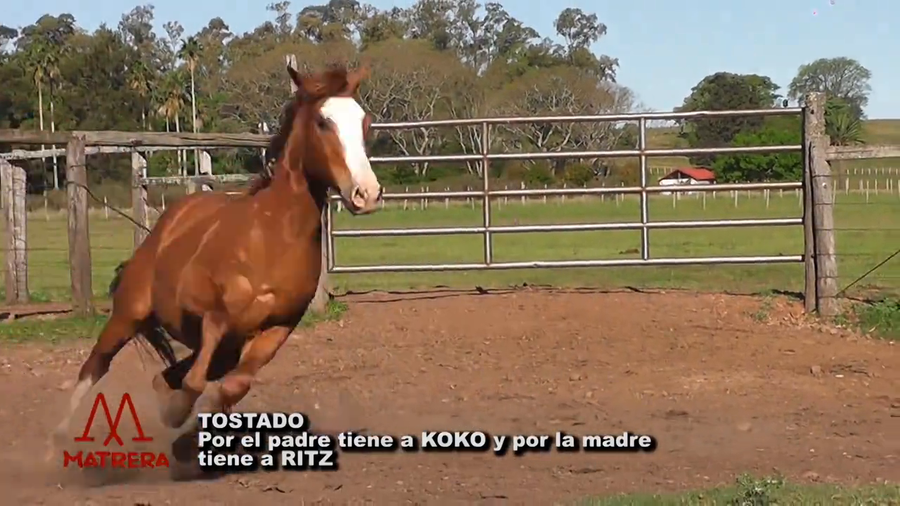 Lote POTRO DE CARRERA TOSTADO