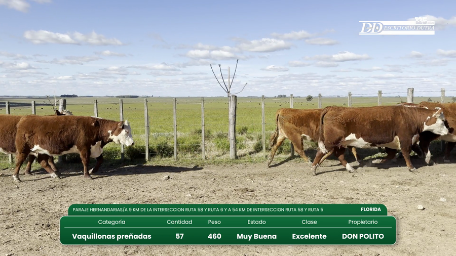 Lote 57 Vaquillonas Vacas Preñadas a remate en Vientres Kiyu 450kg - , Florida