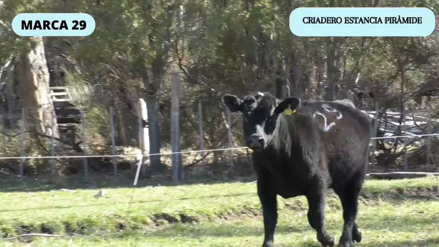 Lote 1 Toro en Río Ibáñez, XI Región Aysén