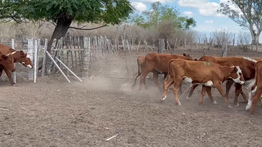 Lote 54 Vaquillonas 1 a 2 años en Paraje Palma Sola, Artigas