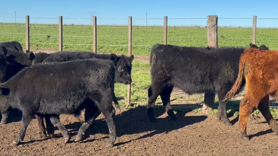 Lote 65 Terneros en Tandil