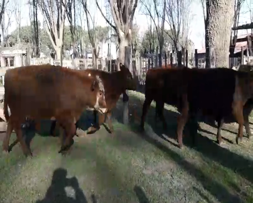 Lote 27 Terneras en Gral. Lamadrid, Buenos Aires