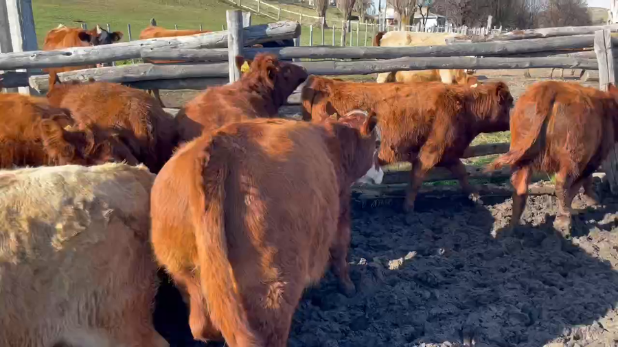 Lote 30 Ternera en Coyhaique, XI Región Aysén