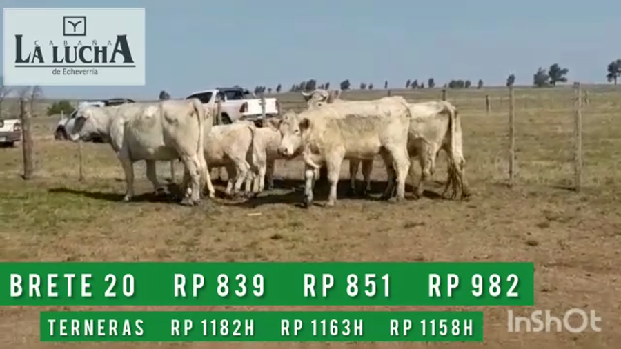 Lote PIEZAS DE CRIAS PI CON HEMBRAS